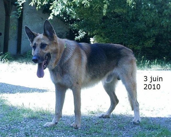 URGENT Berger allemand cherche famille