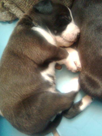 Concours animaux/animaux quand ils sont petits