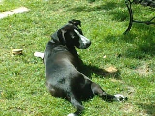 C'est dur la vie de chiens, et autres! ;-)