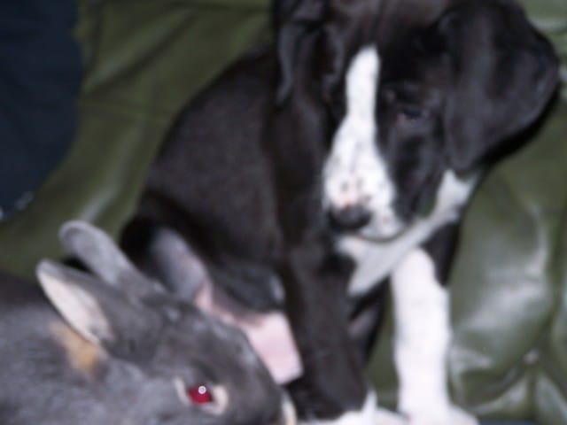 relation entre chien et rongeur!