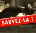 Il manque 118 SMS pour sauver le chat Lili