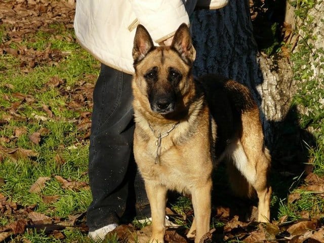 3 BERGERS ALLEMANDS EN DANGER D'EUTHA, URGENCE