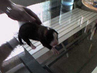 Ma chienne a déjà 2ans est bientot 2ans qu'elle est chez moi :)