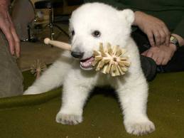 knut est mort!! :'(