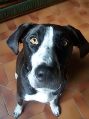 Délimiter certaines pieces de la maison au chien  : comment faire ? 