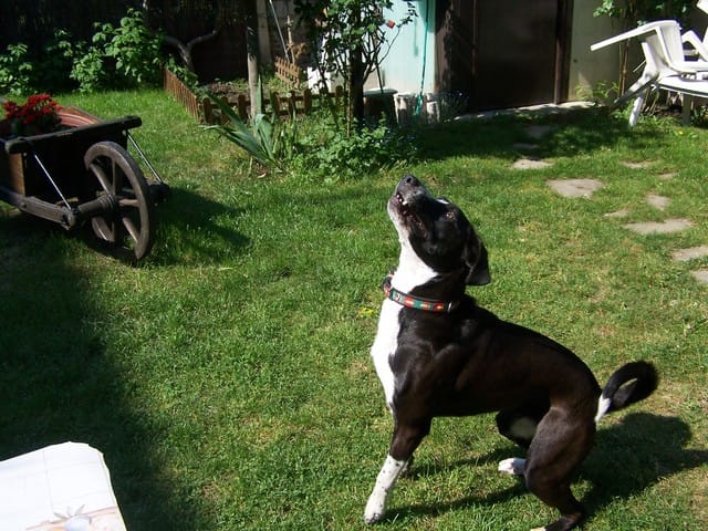 Y a t-il des astuces pour promener son chien quand il fait chaud ? 