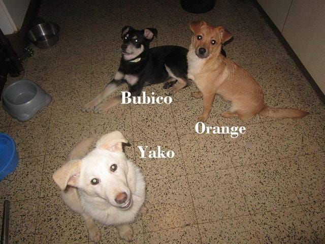 Adopter un chien de Roumanie