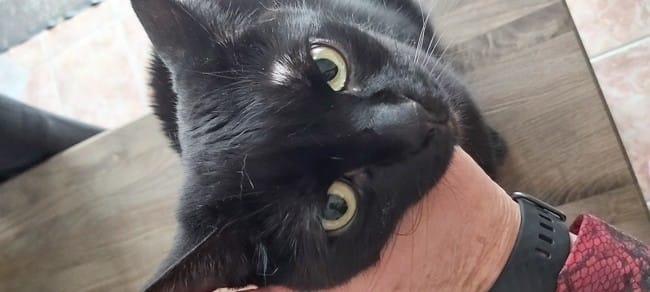 Inquiète au sujet de ma chatte