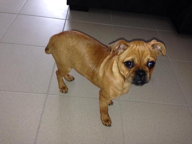 mon chien est-il un carlin ?