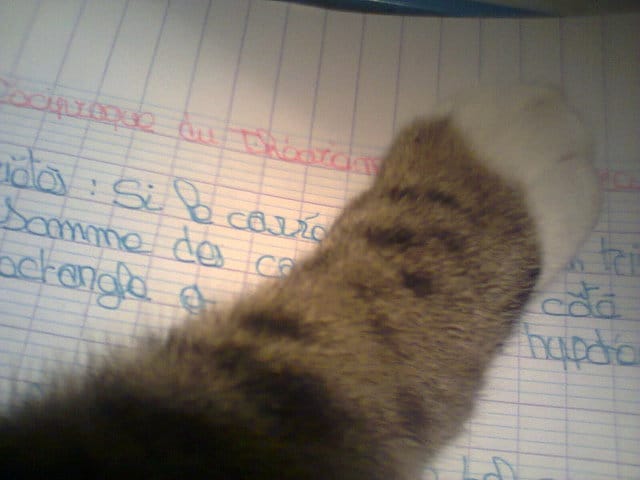 Les chats et .....les maths !!