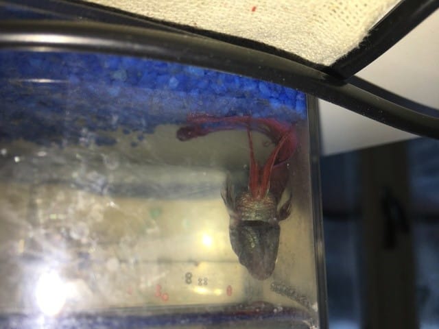 Combattant mâle mal en point