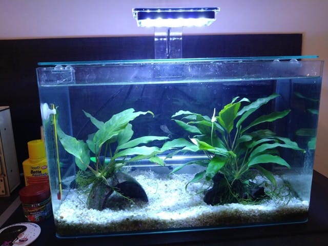 Besoin d'aide Betta malade