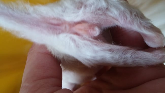 sexe des chatons 2 jours