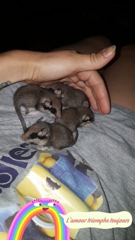 Bébés lerots