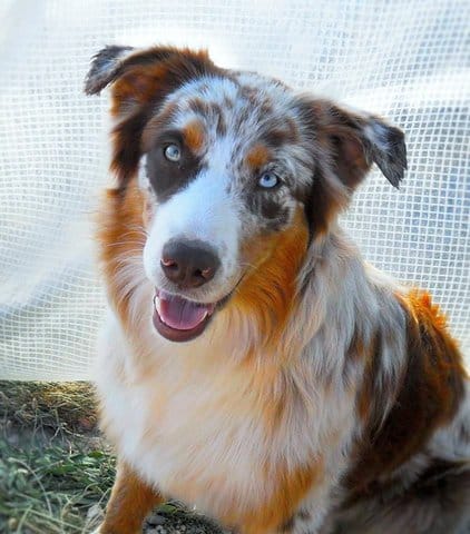 Animaline, le début d'une aventure formidable !