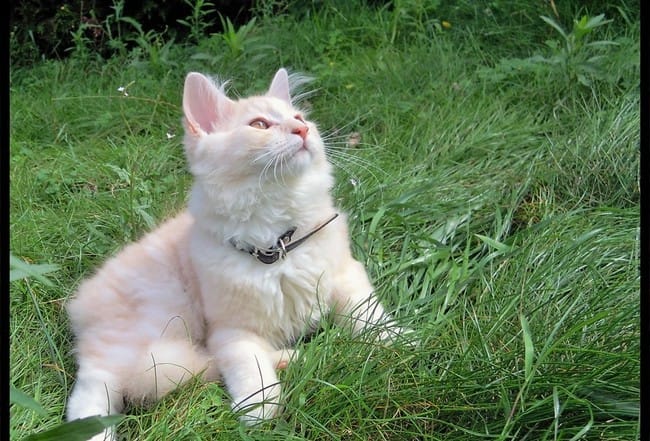 Appel à la générosité : chat acheté salon du chiot