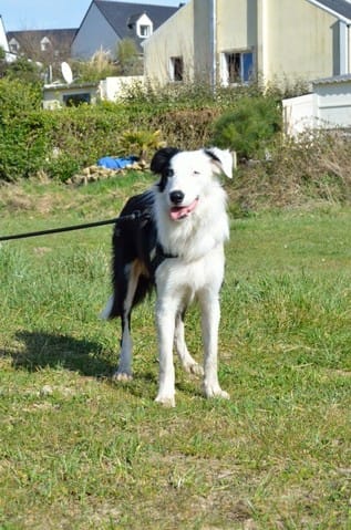 Lancelot border collie de 10 mois recherche FA en URGENCE !