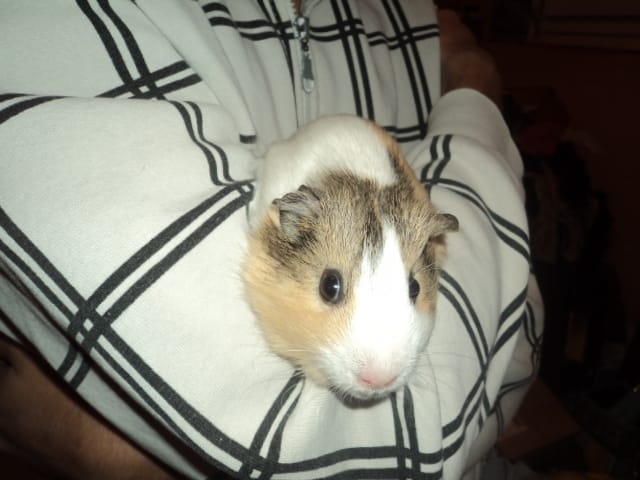 Les cochons d'indes préfèrent les caresses à quel endroit ?