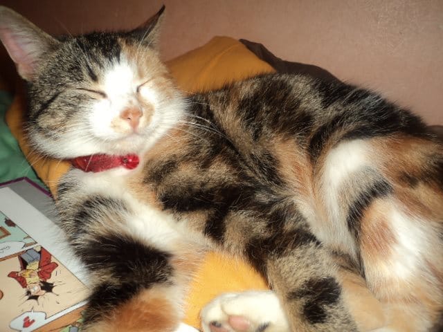 Concours : le plus beau chat.