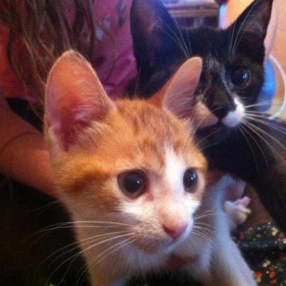 Photos : Vos chatons ou chats !