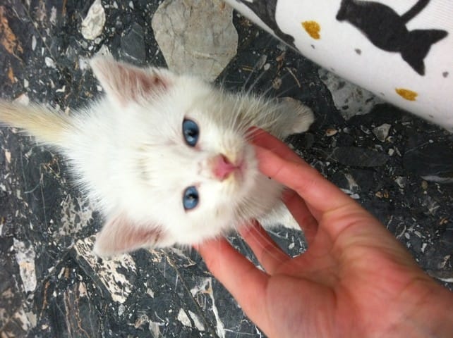j'ai recueillie un chaton abandoné