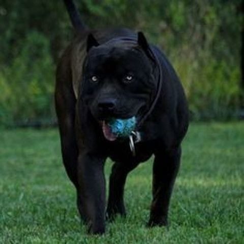 je voudrait acheter un américan staffordshire terrier dans un refuge conseils