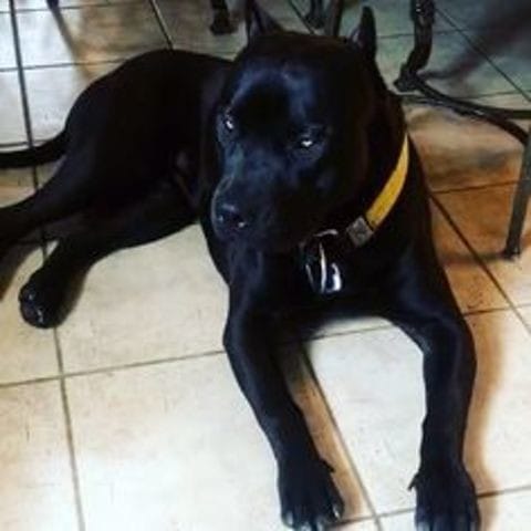 je voudrais acceuillir un américan staffordshire terrier dans un refuge: conseils