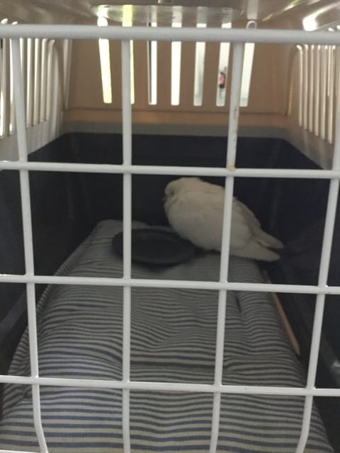 Urgent qu'elle est cette oiseaux ?