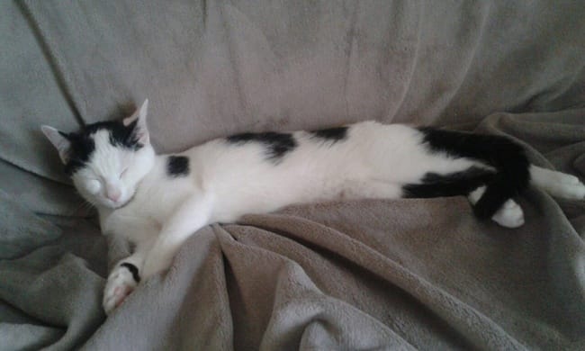 Chipie est là !!