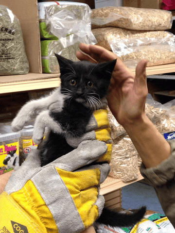 La jolie petite histoire de la mascotte de notre boutique