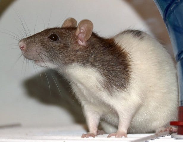 Rat ou cochon d'Inde ?