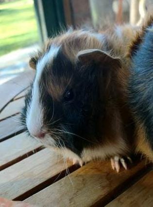 Quel rongeur choisir ?