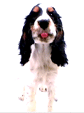 Quelle race de chien choisir ??