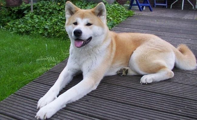 Akita Inu en appart : est-ce possible ?