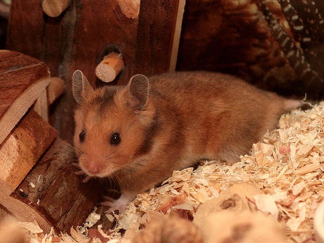 quel est le budget mensuel pour un hamster doré ?