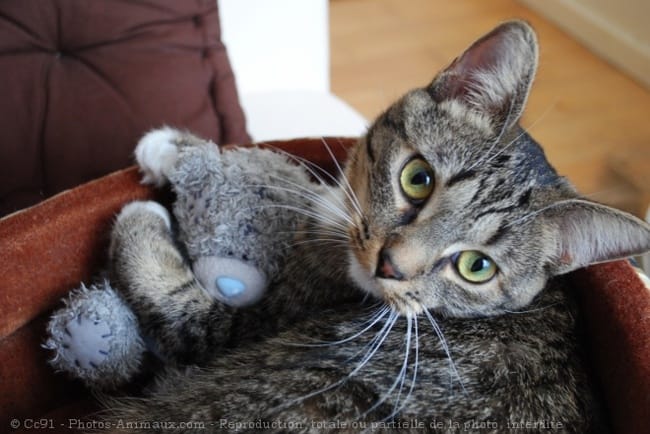 Budget mensuel pour un chat en appart