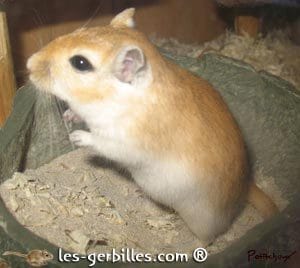 Prendre des gerbilles, une bonne idées ?