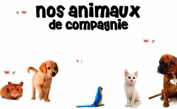 Mettez pleins de photos d'animaux ici ! ;)