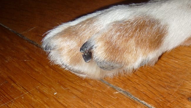 Ma chienne s'est cassé une griffe (photo)