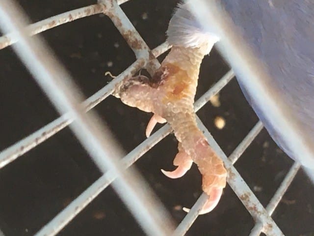 Mon inséparable mâle a une blessure à la patte