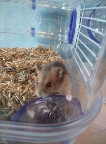 j'ai eu mon hamster ! 