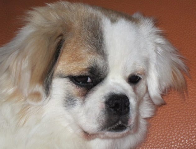 Hector, mon chiot de 8 mois 