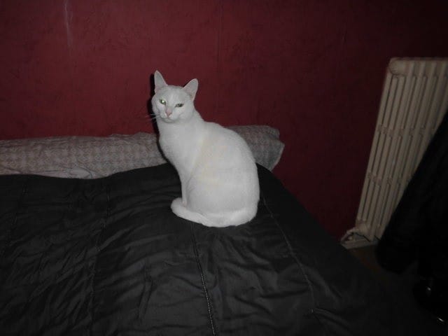 présenter vos animaux tous les animaux sont accepter