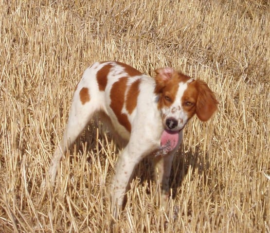 Chiennne volée : aidez-moi !