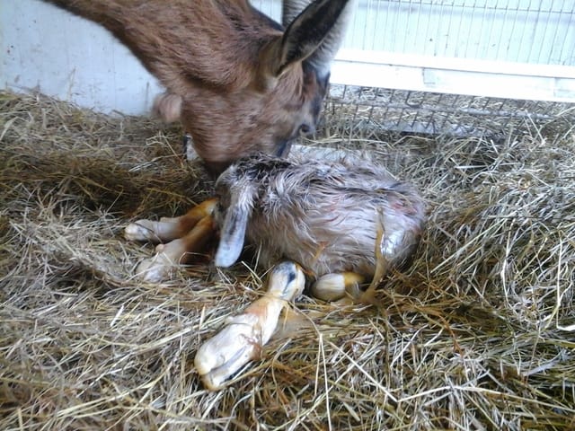 Naissance d'un ptit Chevreau
