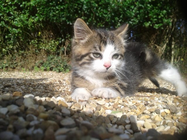 Baki, un petit ange est monté au ciel