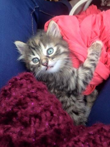 maine coon
