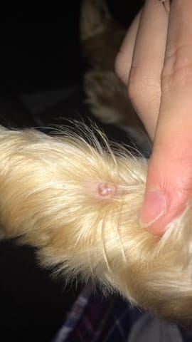 Mon chien a un drole de bouton