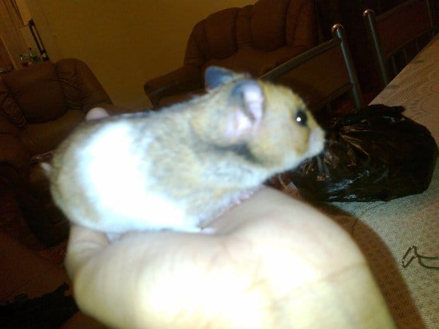 Une hamster gestante, peut-elle faire de la roue?
