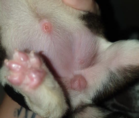 Déterminer le sexe d'un chiot